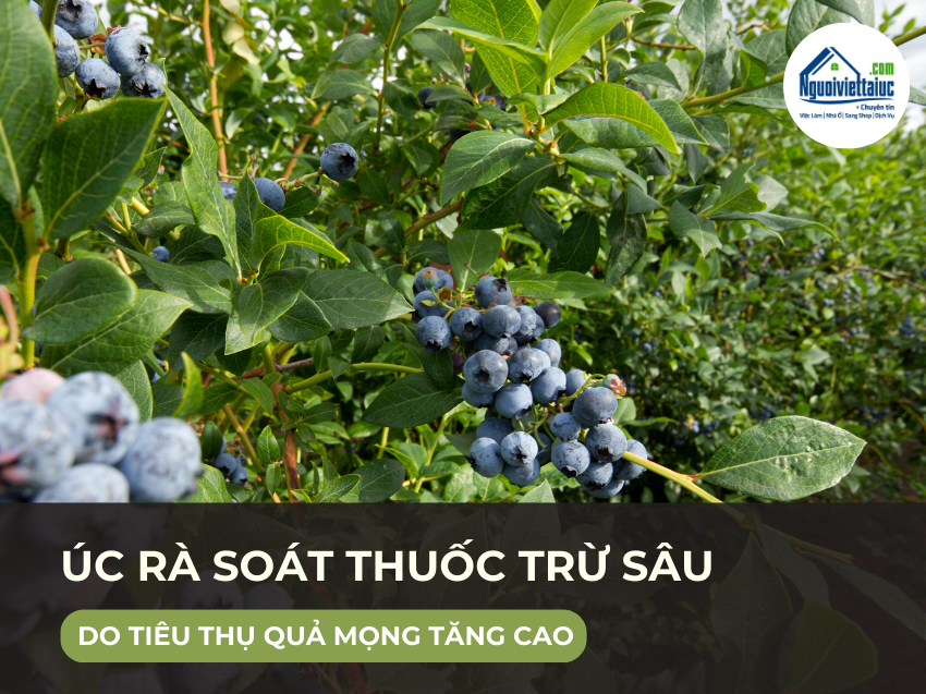 Úc rà soát thuốc trừ sâu dimethoate do nhu cầu tiêu thụ quả mọng tăng mạnh